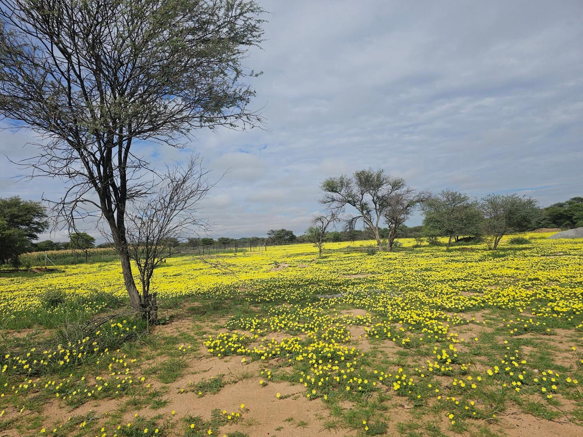 Kaoko Bush Lodge Kamanjab エクステリア 写真